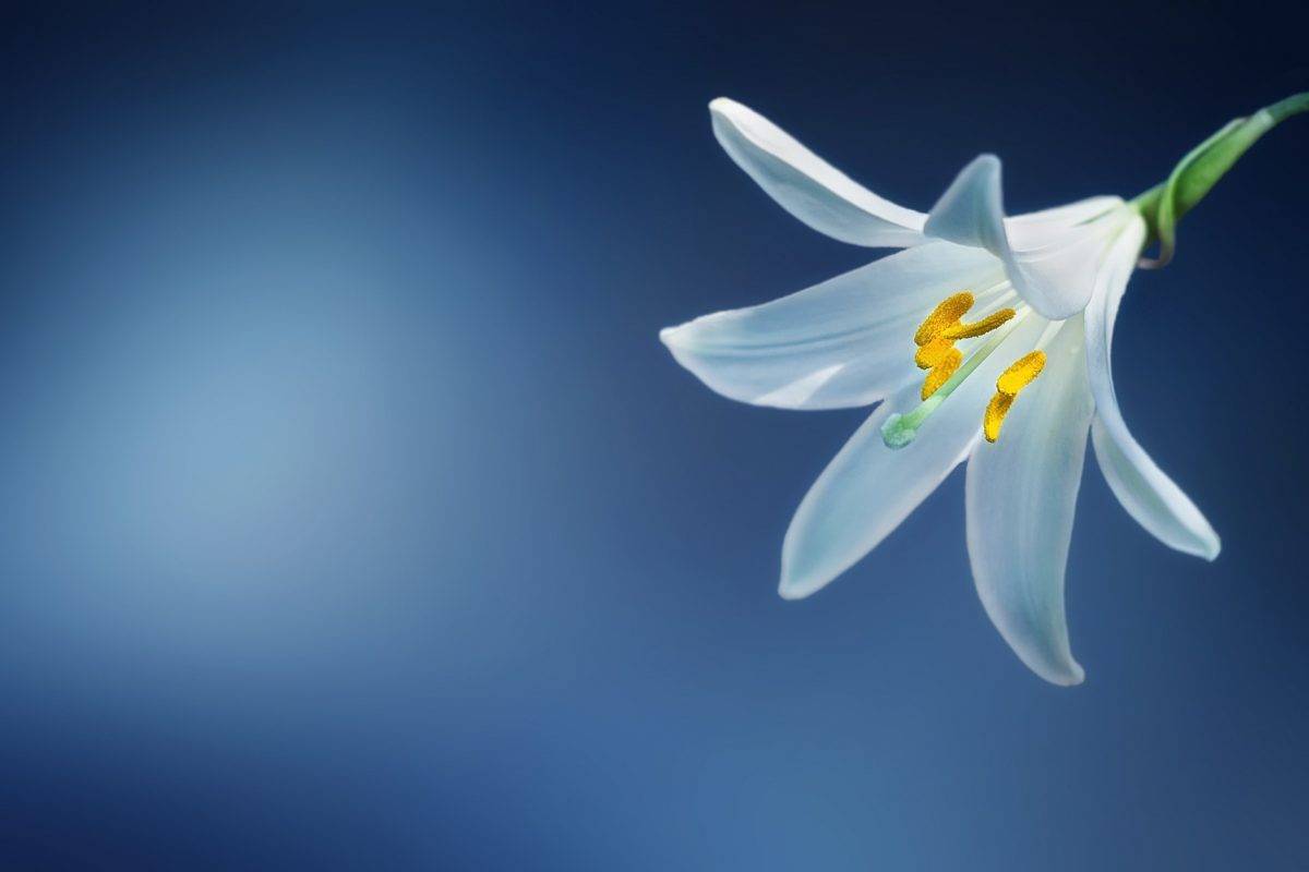 Celebration Of Life Gatherings At Littleover Lodge