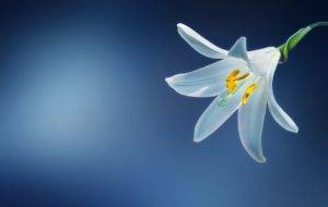 White lily with a blue background