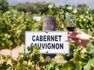 About Cabernet Sauvignon