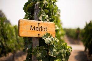 About Merlot Wine