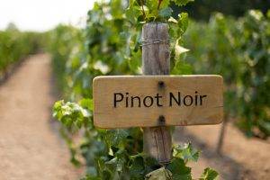 About Pinot Noir