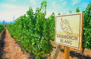 About Sauvignon Blanc Wine