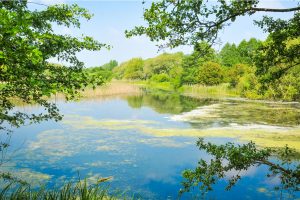 Attenborough Nature Reserve